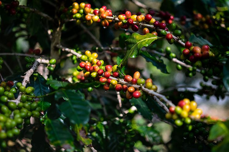 Kaffeepflanze, Kaffeestrauch
